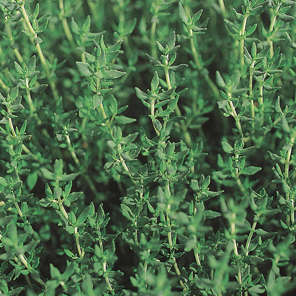 Thyme Seeds Organic