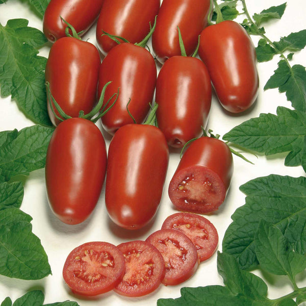 Tomato Seeds Organic Cordon 'Agro' F1