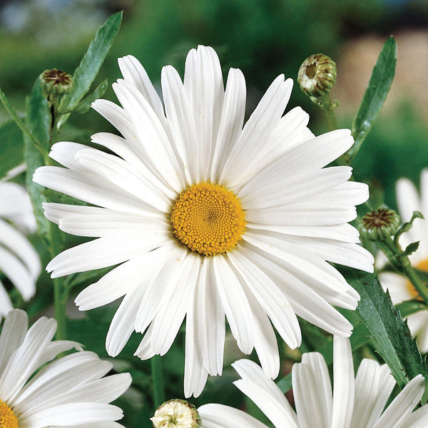 Wildflower Seeds 'Ox Eye Daisy'