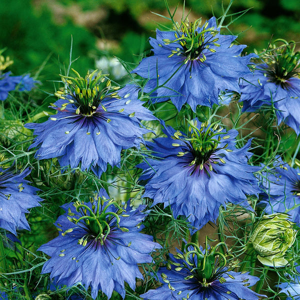 Love in a Mist Seeds 'Miss Jekyll'