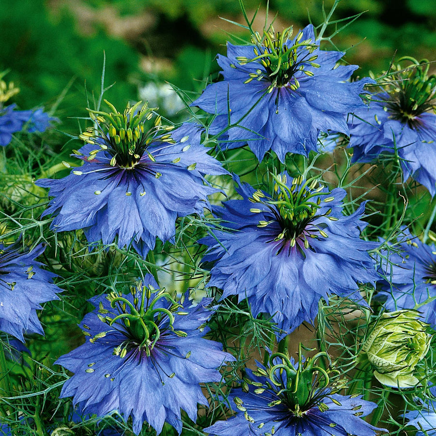 Love in a Mist Seeds 'Miss Jekyll' | Buy Nigella Seeds Online | Nigella ...