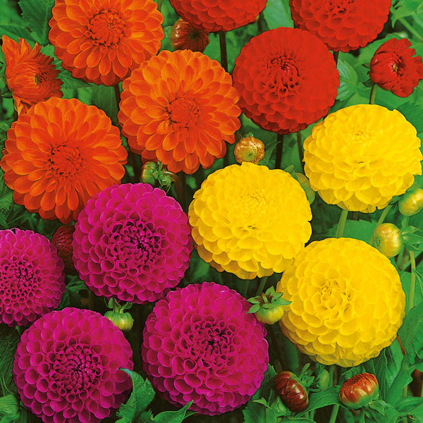 Dahlia Seeds 'Pompom Mix'