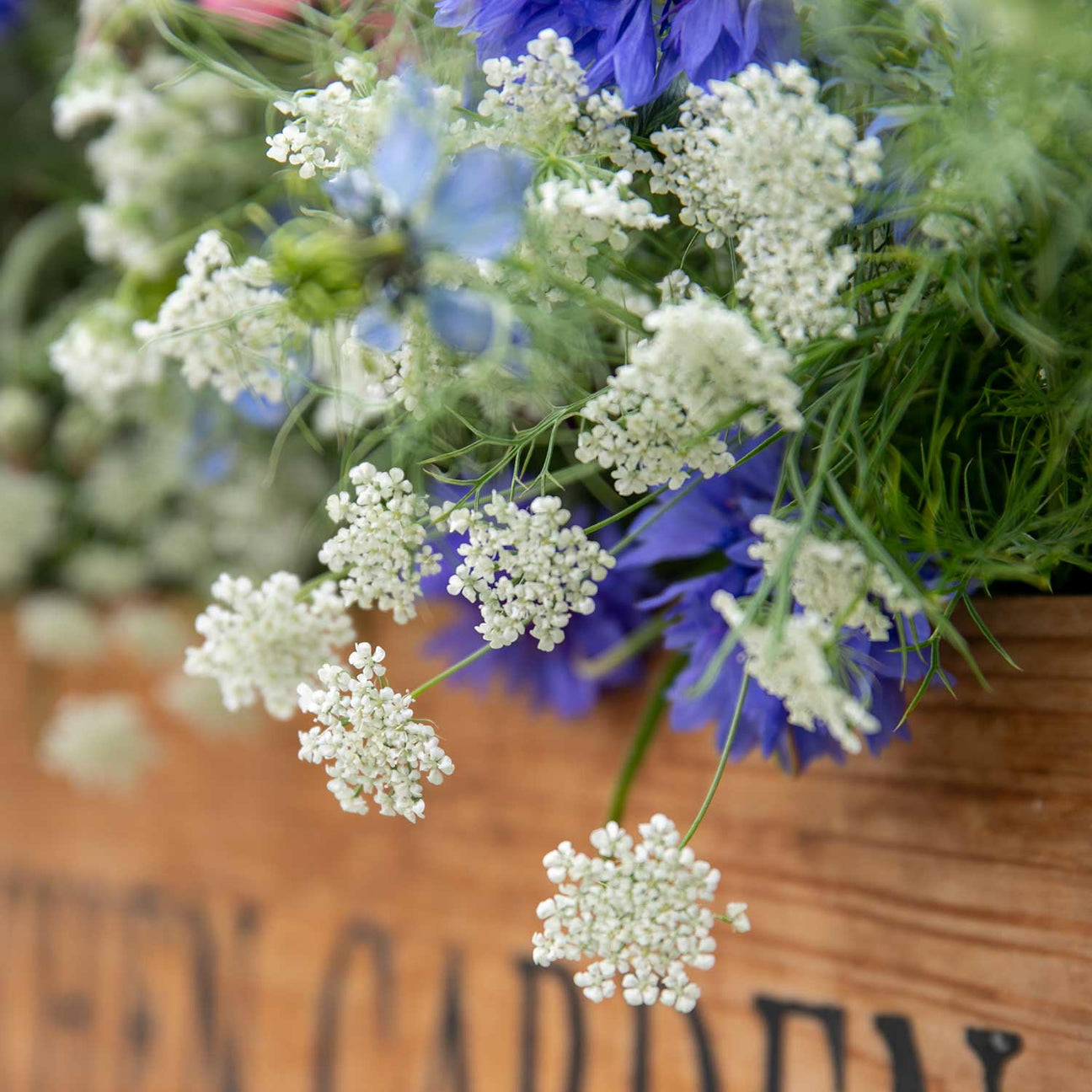 Ammi Majus Seeds 'Graceland' | Buy Ammi Majus Seeds Online | Ammi Majus ...