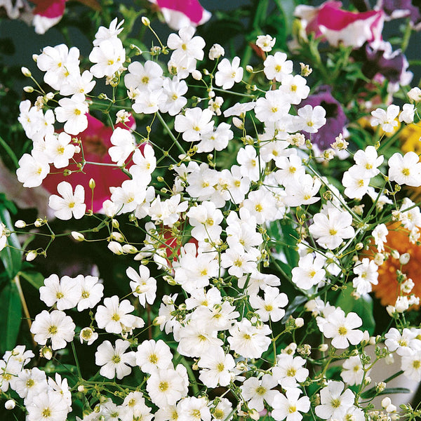 Gypsophila Seeds 'Covent Garden'