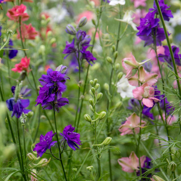 Larkspur Seeds 'Unwins Choice Blend'