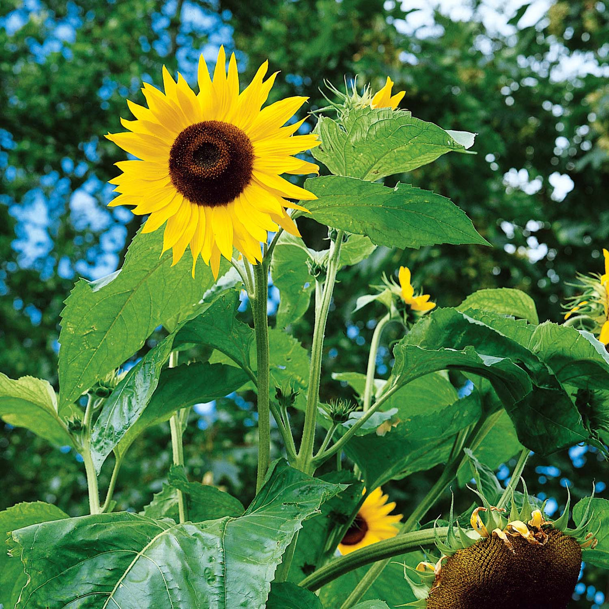 Sunflower Seeds 'King Kong F1' Buy Sunflower Seeds Online Sunflower Seeds for Sale