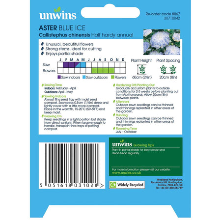 Aster Seeds 'Blue Ice'