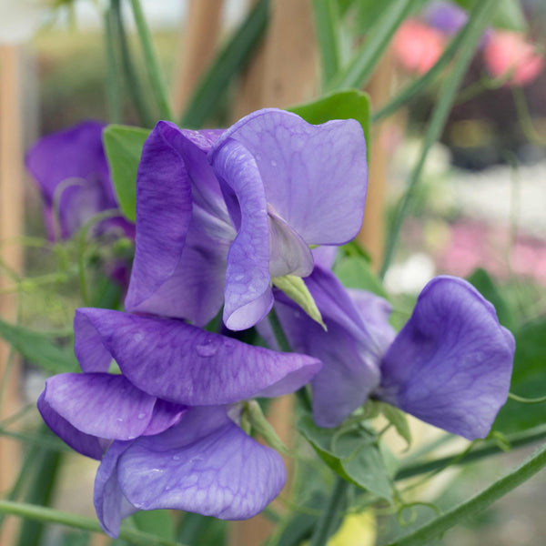 Sweet Pea Seeds 'Heathcliff'