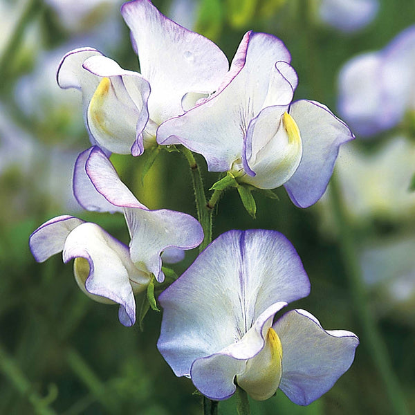 Sweet Pea Seeds 'Romeo'