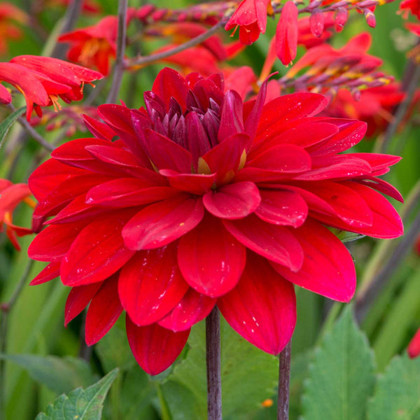 Dahlia Tuber 'Arabian Night'