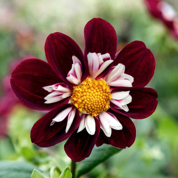 Dahlia Tuber 'Mary Evelyn'