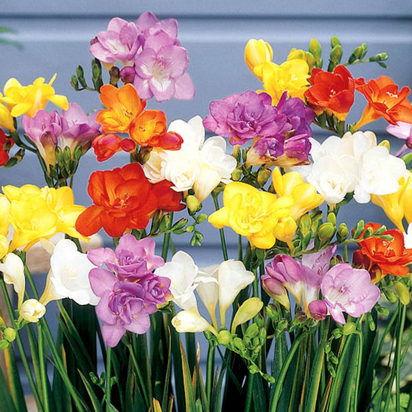 Freesia Corm 'Double Mix'