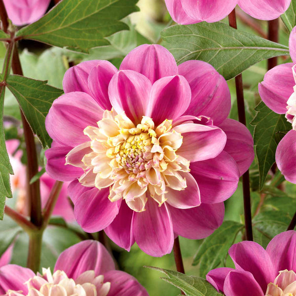 Dahlia Tuber 'Take Off'