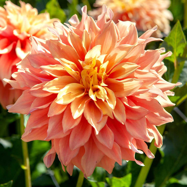 Dahlia Plant 'Tyrell'