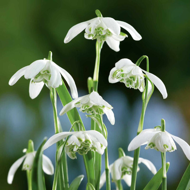 Double Snowdrop Bulbs in the Green 'Flore Pleno'