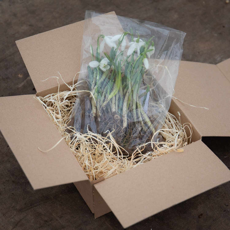 Double Snowdrop Bulbs in the Green 'Flore Pleno'