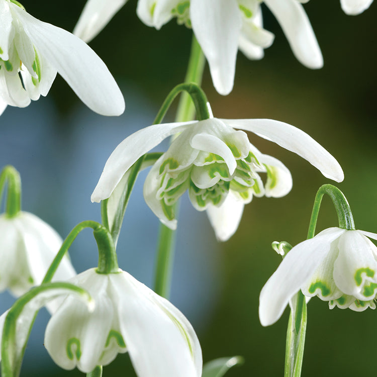 Double Snowdrop Bulbs in the Green 'Flore Pleno'