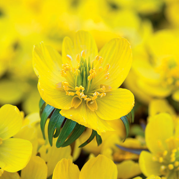 Eranthis hyemalis (Winter Aconite) x 25 - Bulbs in the Green