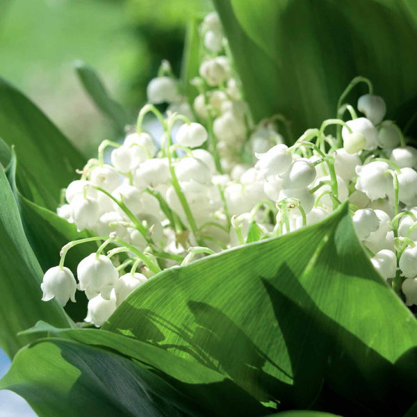 Convallaria Majalis Bare Root 'Lily of the valley'