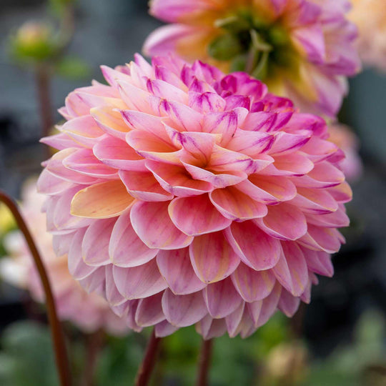 Buy Dahlia WineEyed Jill Tuber online Marshalls Marshalls Garden