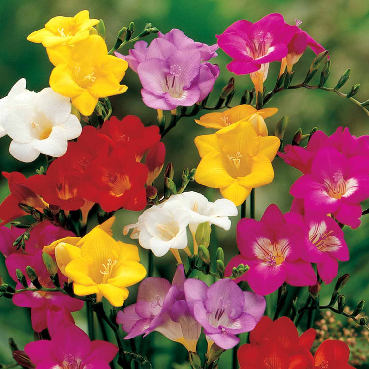 100 Days of Summer Flower Collection