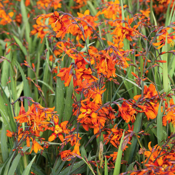 Crocosmia Corm 'Emily Mckenzie'