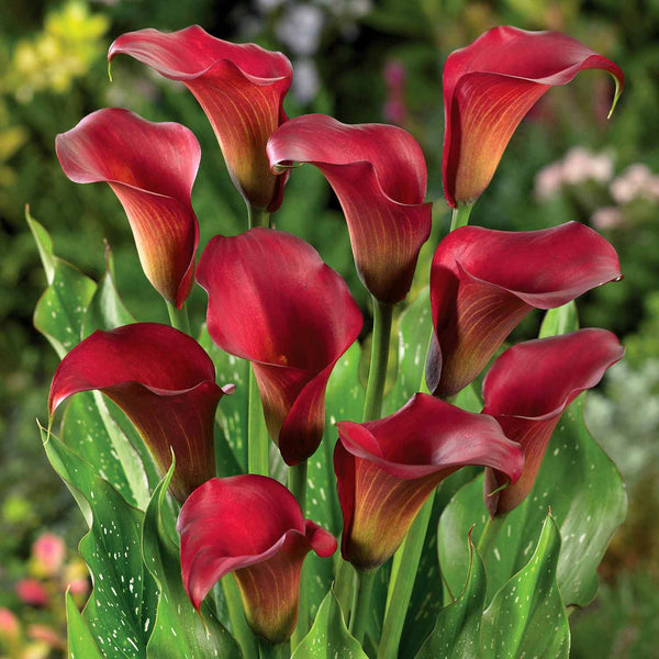 Zantedeschia Bulb 'Royal Valentine'