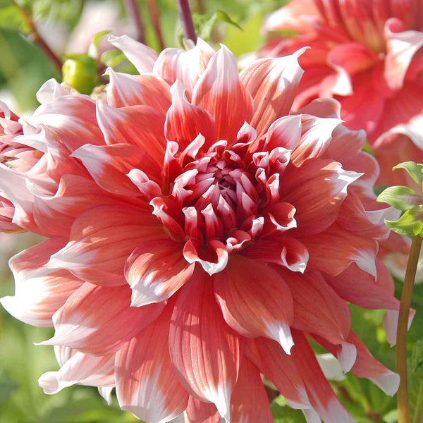 Dahlia Tuber 'Frost Nip'