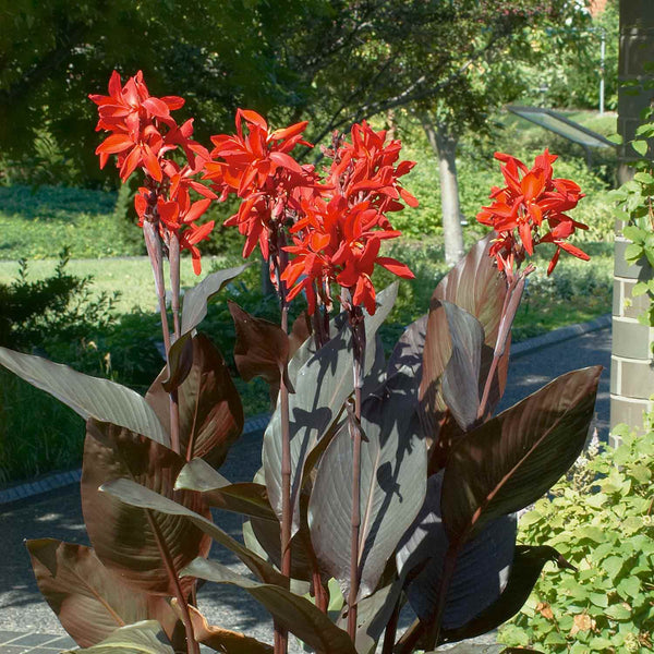 Canna Lily Rhizome 'Red Futurity'