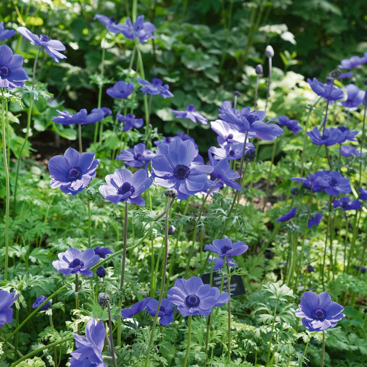 Anemone Corm 'Mr Fokker'