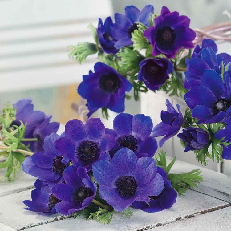 Anemone Corm 'Mr Fokker'