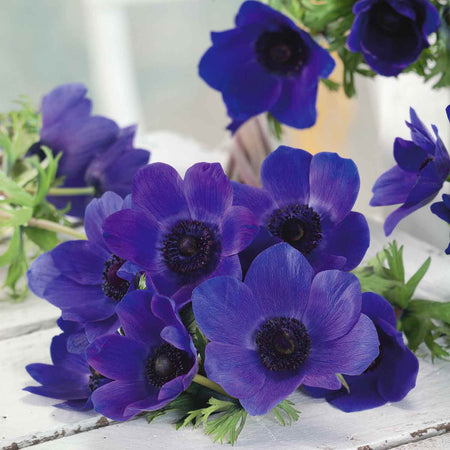 Anemone Corm 'Mr Fokker'