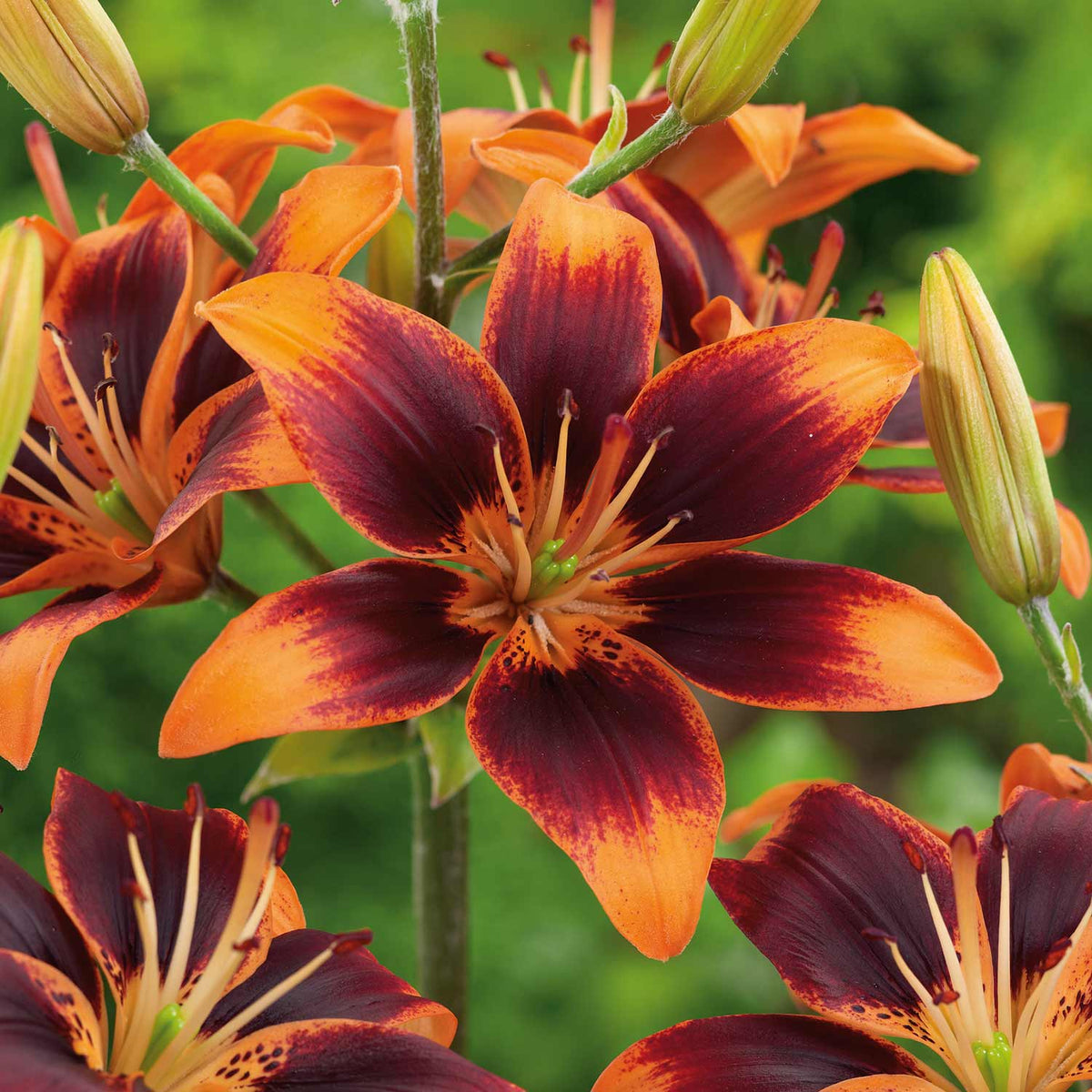 Lily 'Forever Susan' 5 Bulbs Buy Lily Bulbs Online Lily Bulbs for