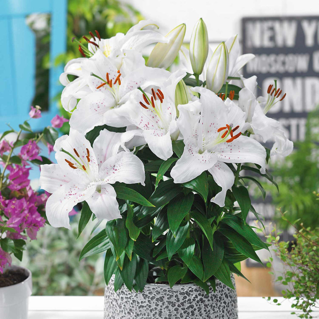 Lily 'Muscadet' 5 Bulbs Buy Lily Bulbs Online Lily Bulbs for Sale