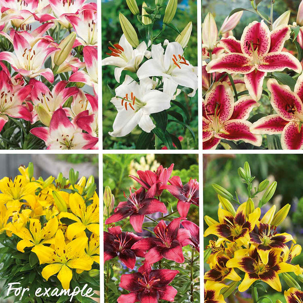 Marshalls 'Lily Selection'