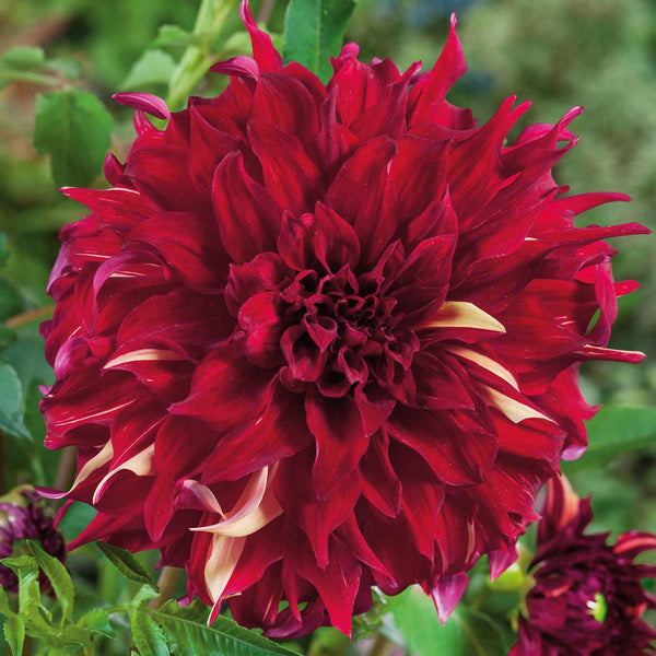 Dahlia Tuber 'Bohemian Spartacus'