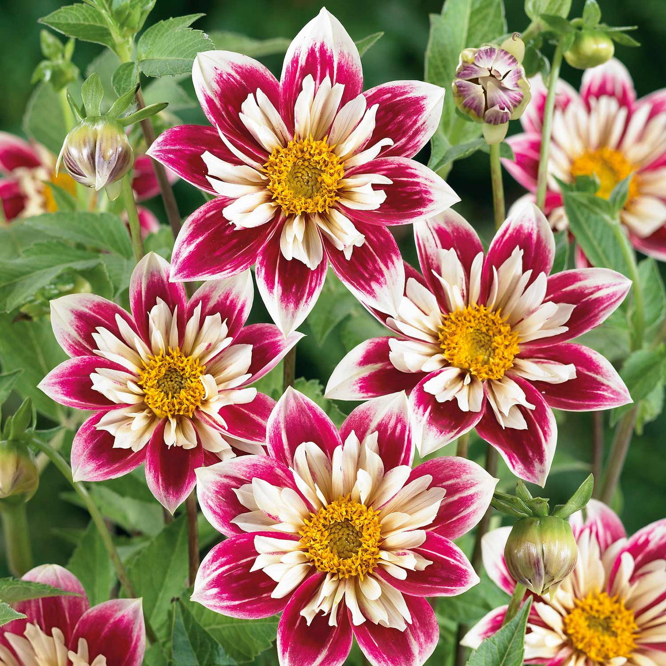 Dahlia 'Fashion Monger' Tuber | Buy Dahlia Tubers Online | Dahlia ...