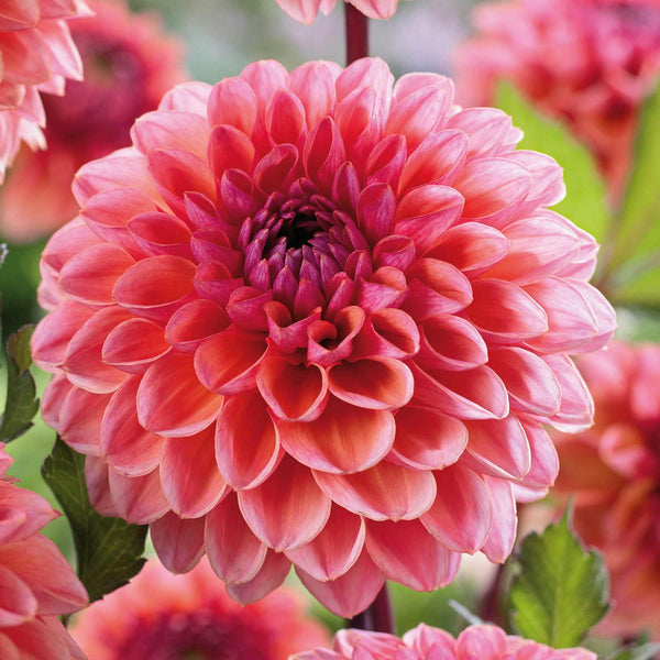 Dahlia Tuber 'Daisy Duke'