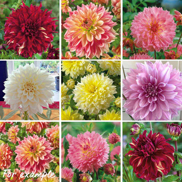 Marshalls Garden Dahlia Tubers Selection