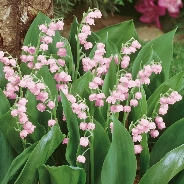 Convallaria Bare Root 'Majalis Rosea'