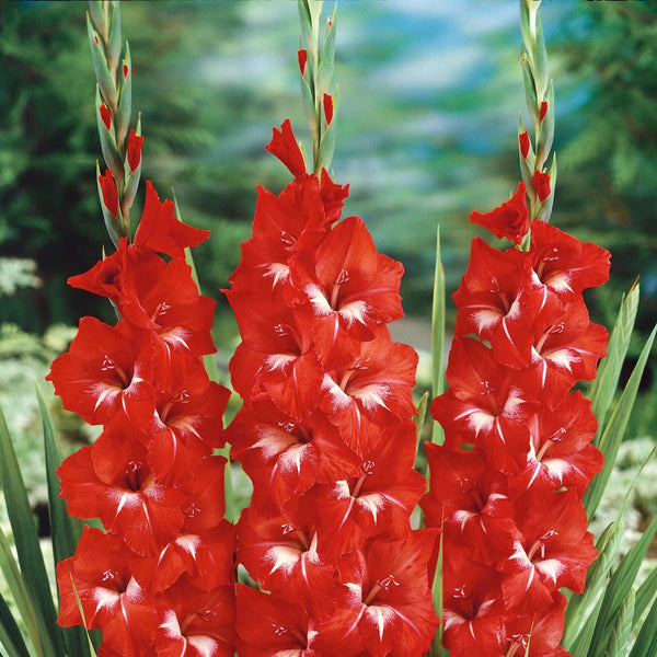 Gladiolus Corm 'Traderhorn'