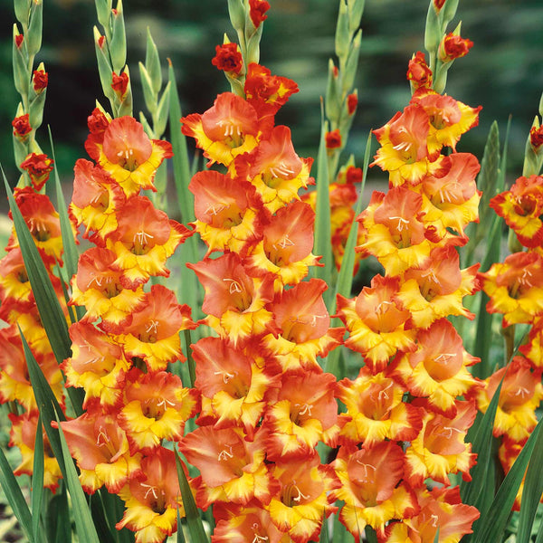 Gladiolus Corm 'Princess Margaret Rose'