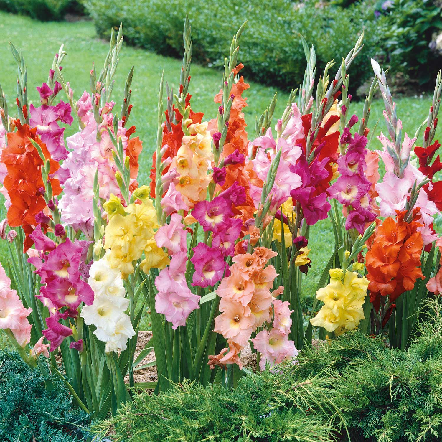 Gladiolus 'Large Flowered Mix' - 15 Corms | Buy Gladiolus Corms Online ...