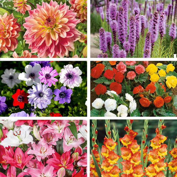 Marshalls 'Ultimate Summer Bulb' Border Collection