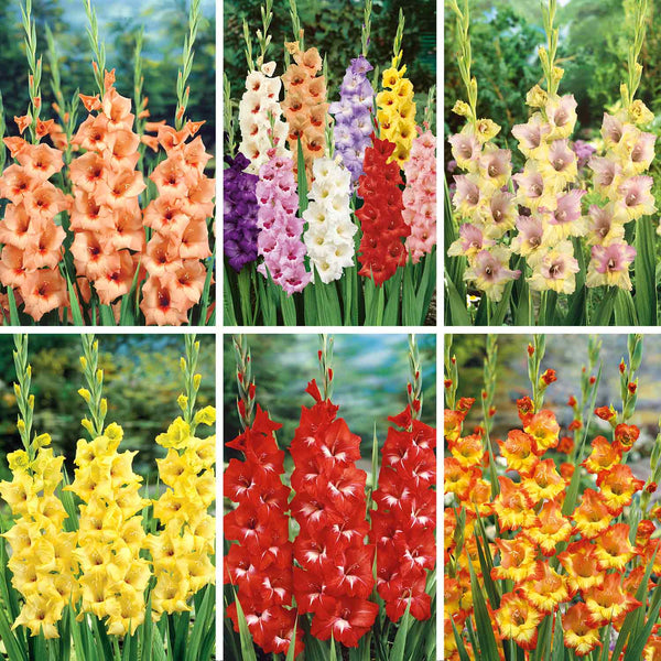 Marshalls Gladiolus Selection