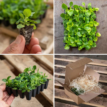 Pansy Plant Matrix 'Blotched Mix'