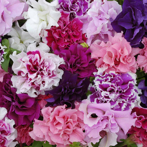 Petunia Plant 'Pirouette'