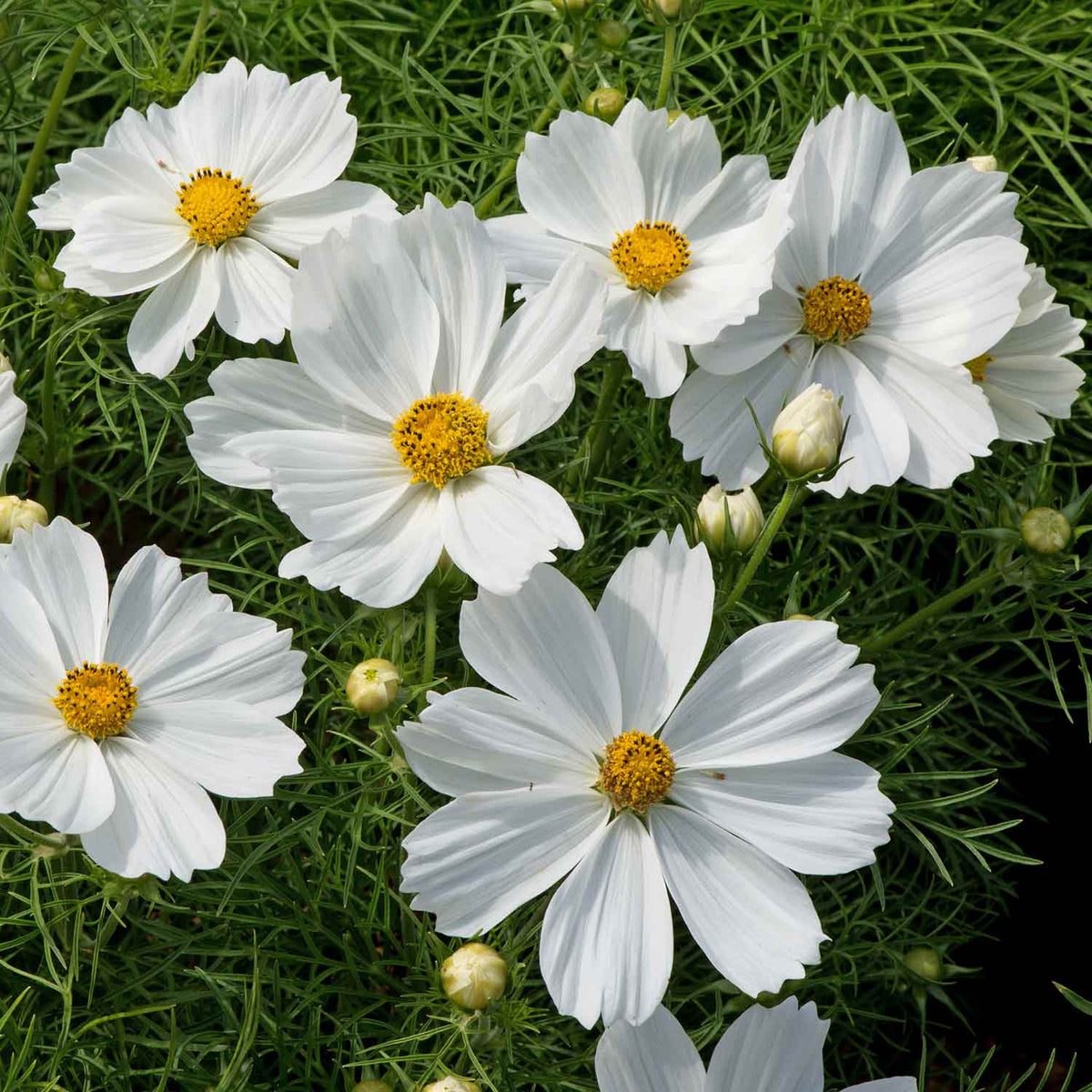 Cosmos Plants 'rhs Award Of Garden Merit' - 20 X Seedlings 