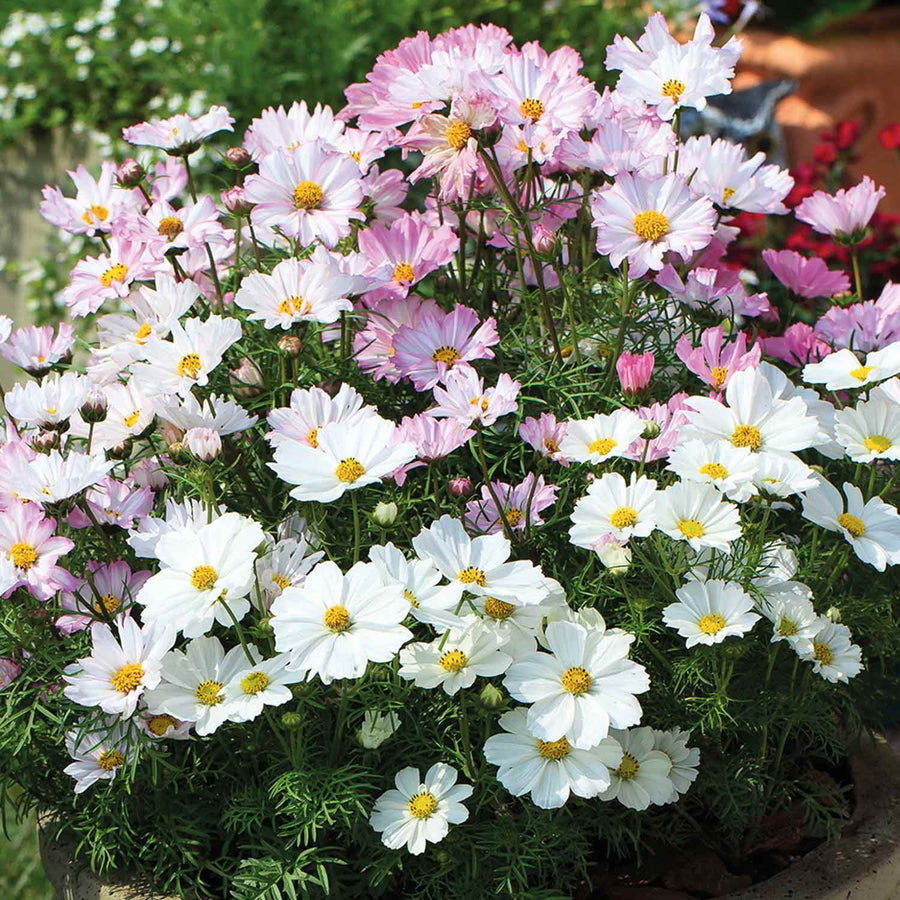 Cosmos Plants 'Apollo Lovesong' - 12 x Garden Ready Plants | Buy Cosmos ...