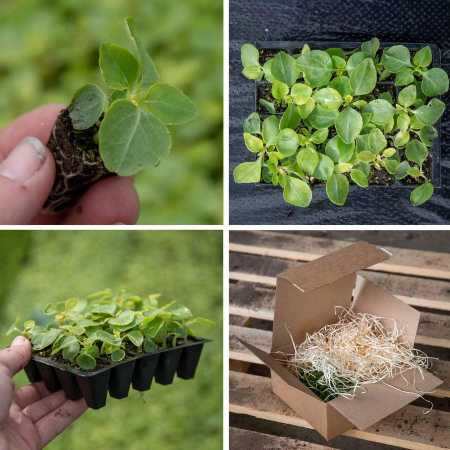 Buy Busy Lizzie Beacon Mix 20 Plants Online Marshalls Marshalls Garden